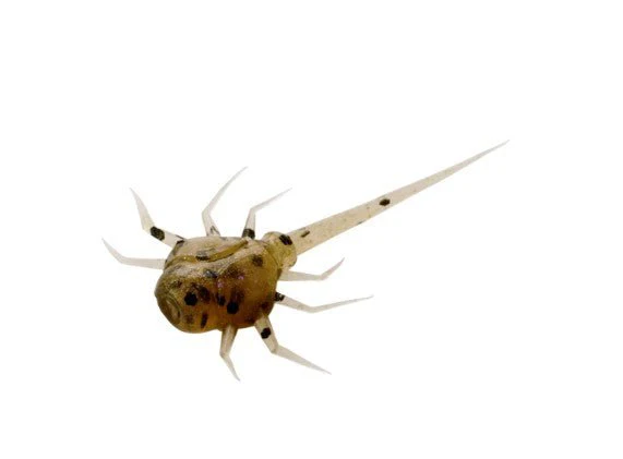 COCCONUT CRAB - Image 2